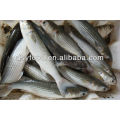 Frozen Gray Mullet Fish